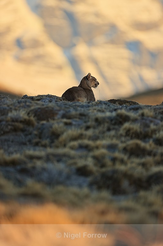 Puma Petaca resting while watching, Torres del Paine, Chile - Puma