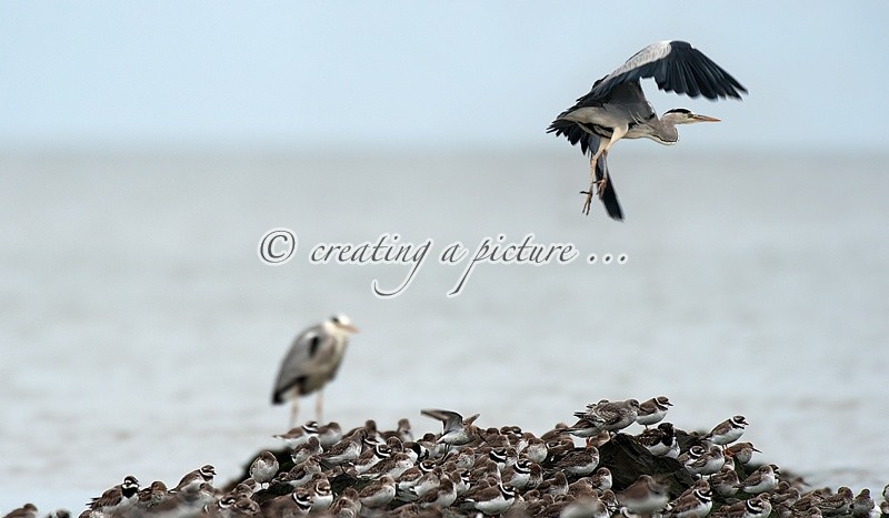 Take Off - Nature