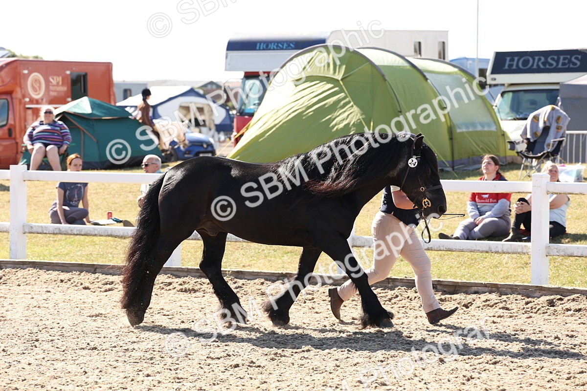 SBM_13892 - Class 205 - IH Show Pony - Show Hunter Pony