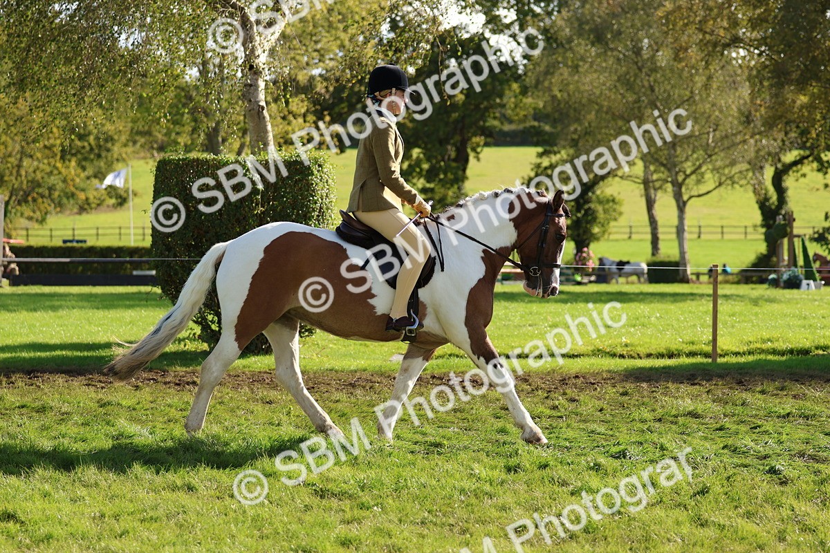 SBM_52376 - S13 - Pony Club Pony