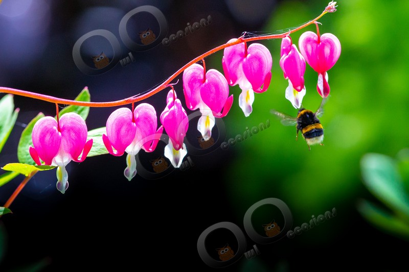 bee-8419 - Insects from around the world