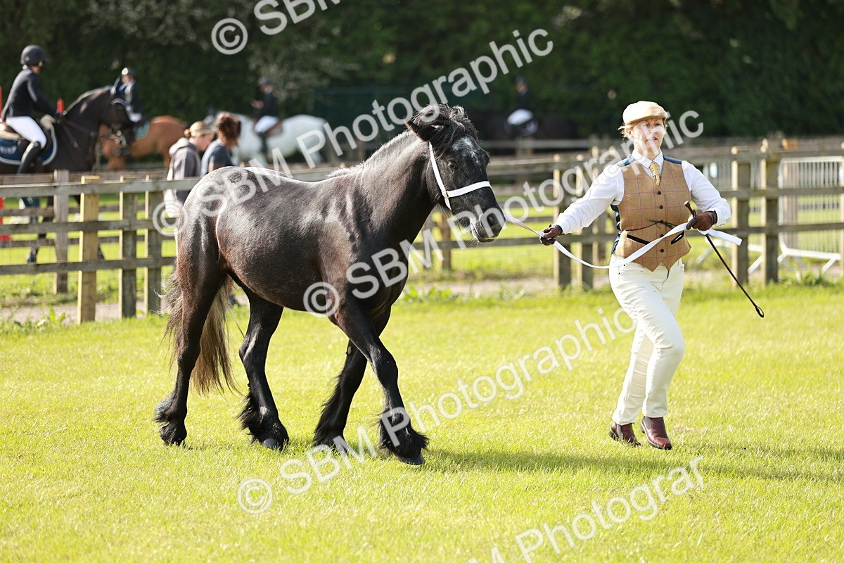SBM_00736 - Class 14-23 - Mountain & Moorland In Hand Non Welsh