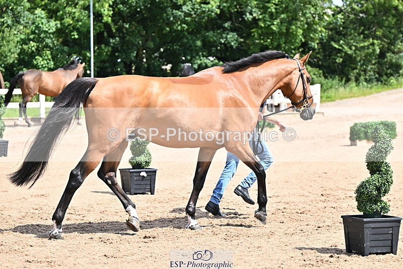 240718A-105243-01068 - Trot Up 11am to 12pm