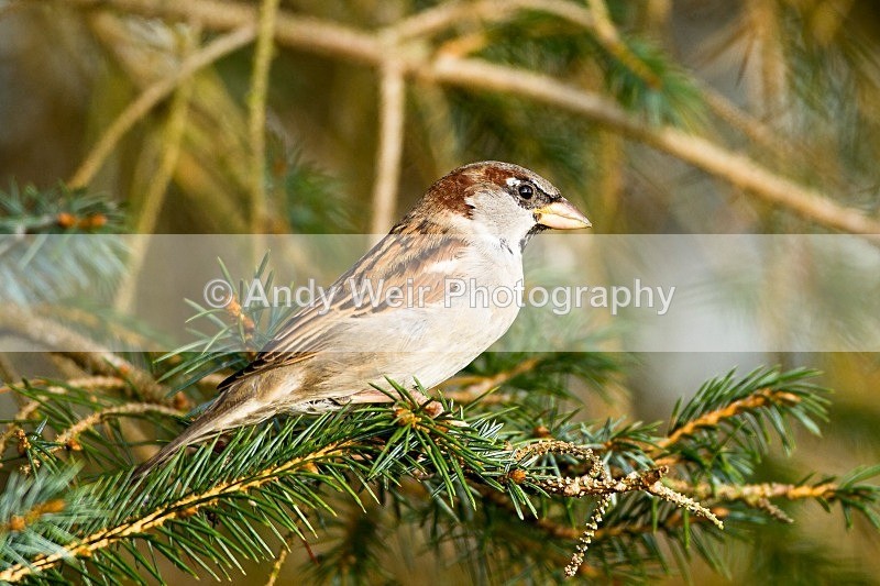 20121110-_MG_1252 - House Sparrow