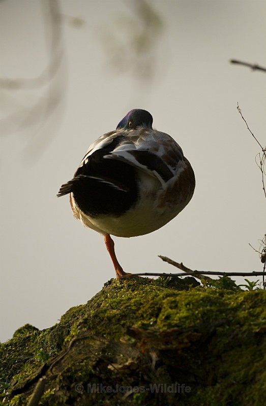 Mallard - FAVOURITES WILDLIFE GALLERY. Selected images from the wildlife collections.