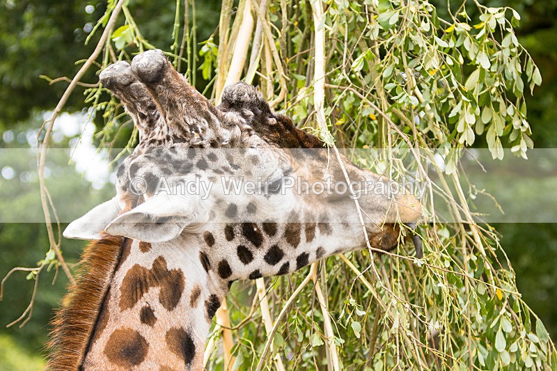 20150725-8E0A0268 - Captive Animals