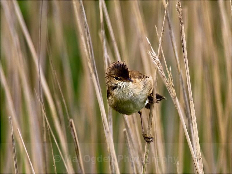Reed Warbler - Flora & Fauna
