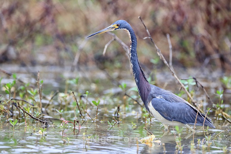 Tricolored Heron watches intently, Florida - Tricolored Heron