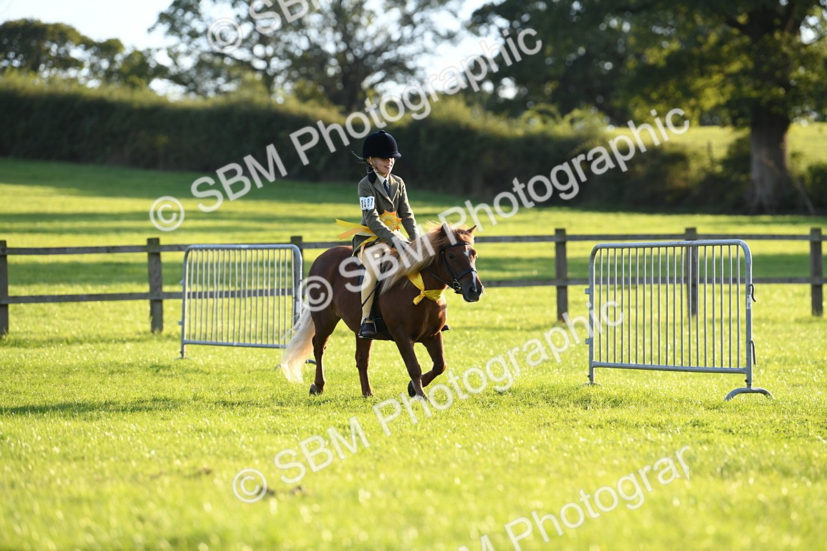 SBM_54193 - S23 - 1st Ridden Mountain & Moorland Pony