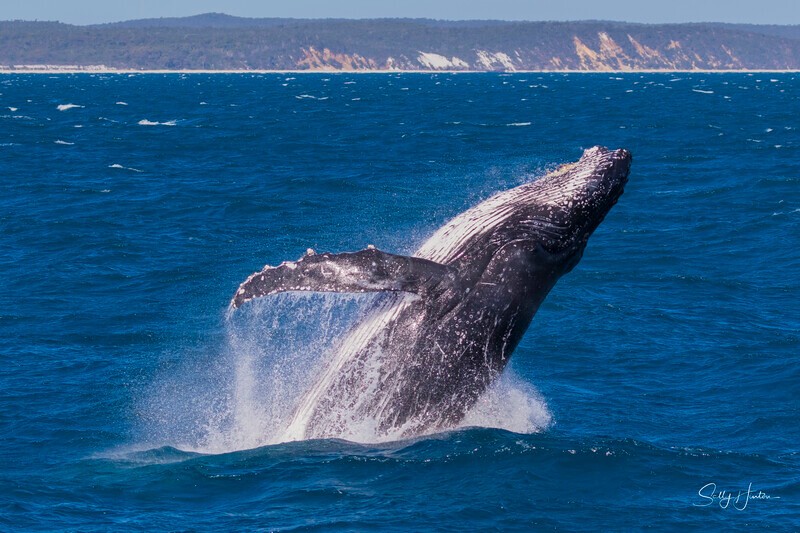 0A3A4744 - 2024 Hervey Bay Whales