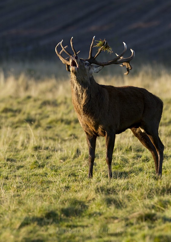 Red Deer ref rd 37b - RED DEER