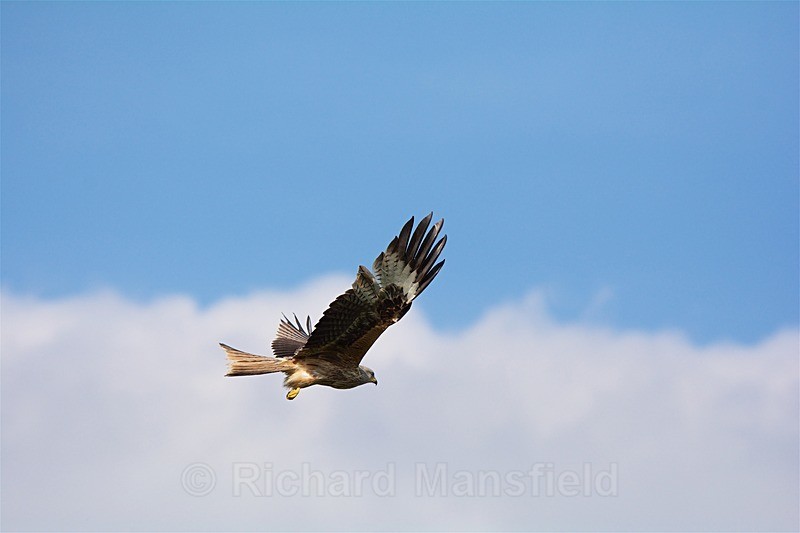  - Red Kites