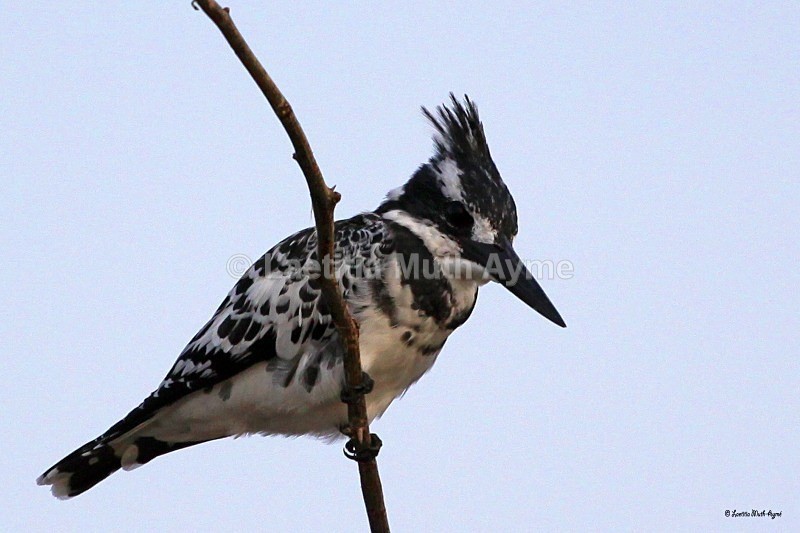 IMG_0307 Baringo - Birds