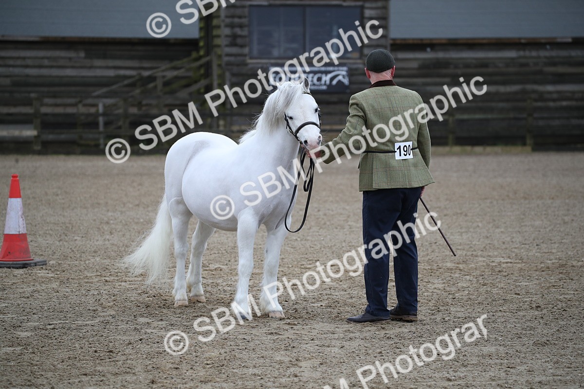 SBM_003940 - Class 1-4 - Young Stock classes Inc. In Hand Championship