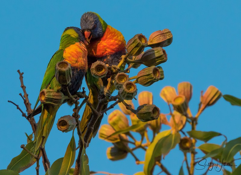 Lorikeet Love 3