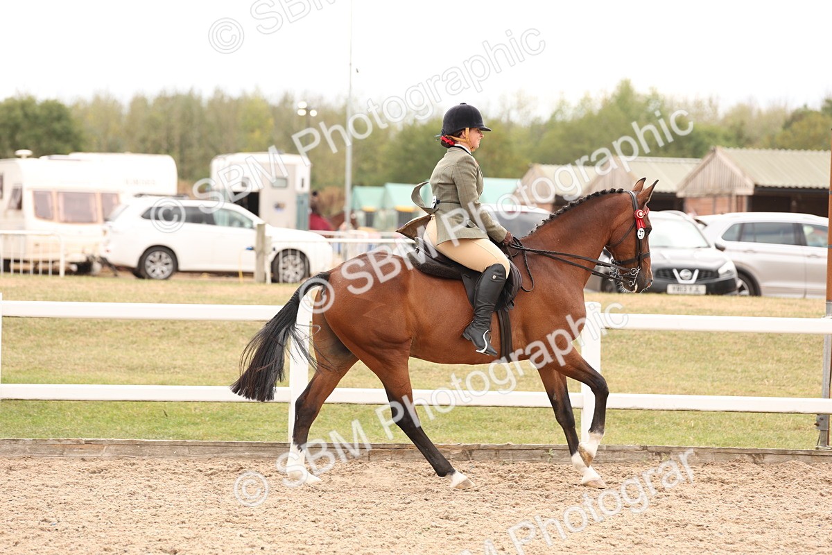 SBM_17322 - Class 214 - Ridden Hack Riding Horse