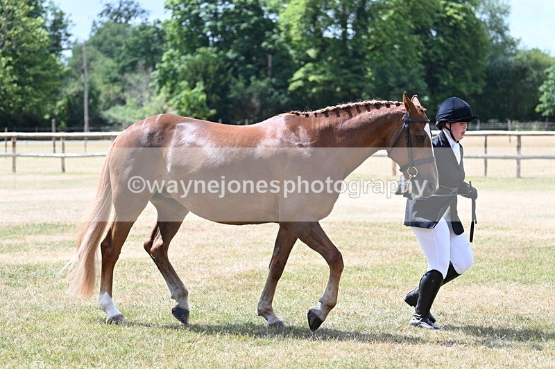 WJ7_2002 - Class 4a Prettiest Mare 14.2hh and over hand