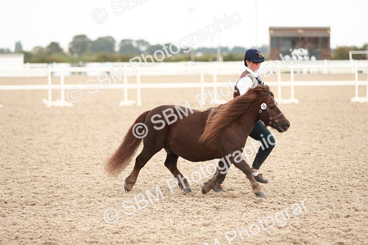 SBM_11949 - Class 206 IH Non Show Type Pony