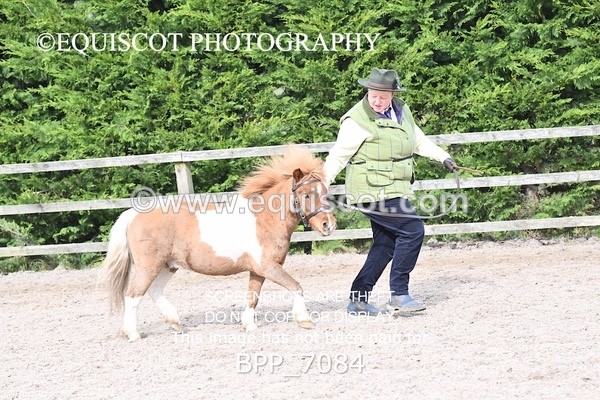 BPP_7084 - RING 1  (RIDDEN HORSES / IN HAND / VETERAN ETC)