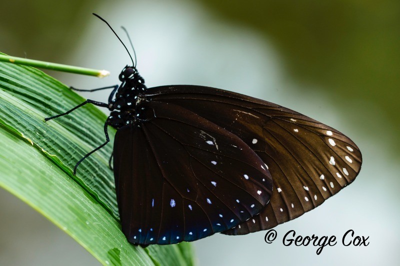 EF2C6928 - Worldwide Butterflies