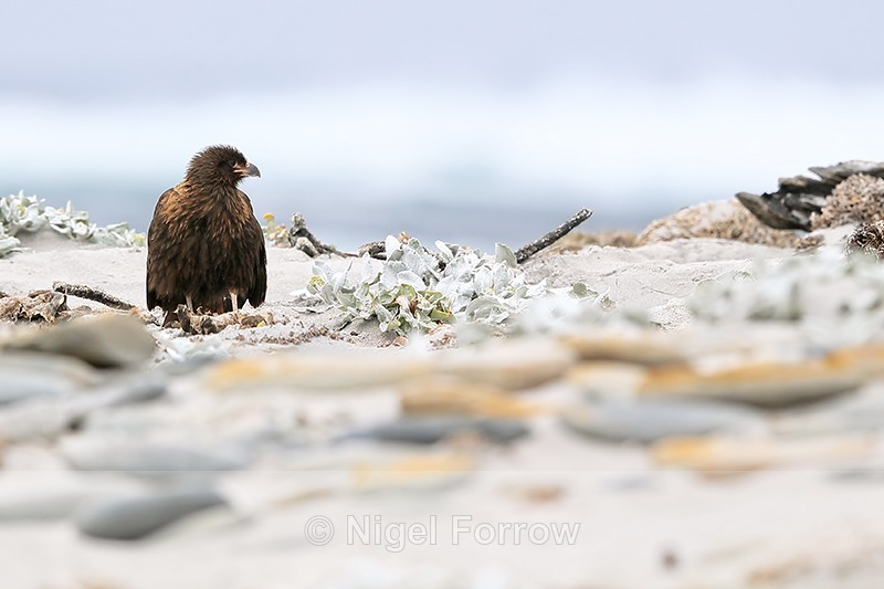 Striated Caracara on beach, Sea Lion Island, Falklands - Striated Caracara
