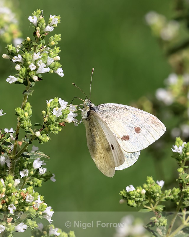 Small White on Oregano, Oxfordshire, UK - INSECTS