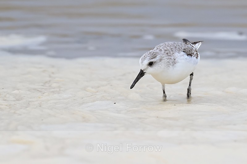 Sanderling spots insect in foam, Studland Bay, Dorset - Sanderling