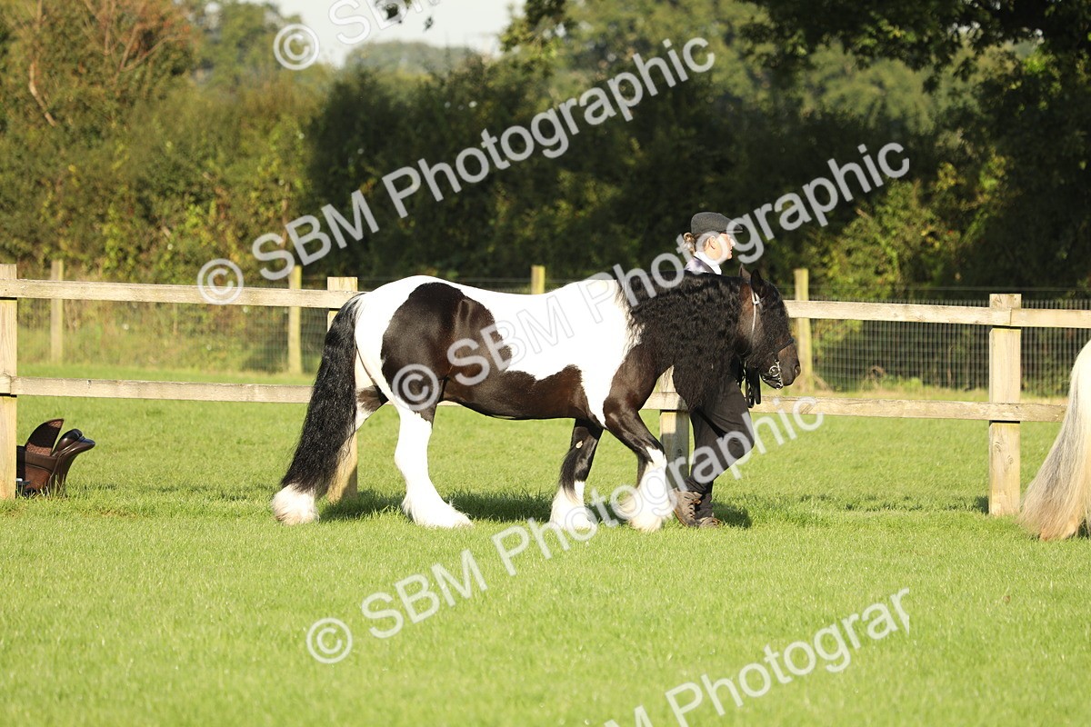 SBM_60802 - S43 - Coloured Pony In Hand