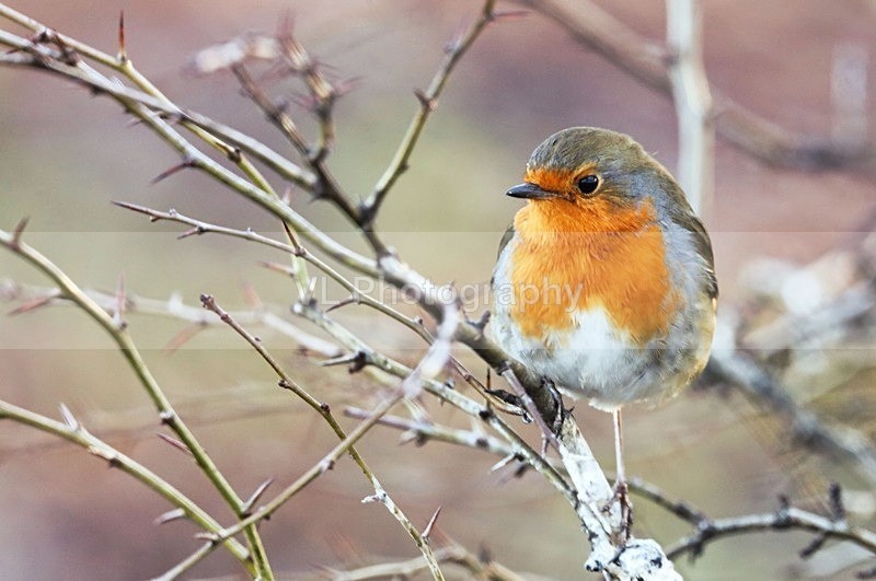 A Robin - Animals and Birds