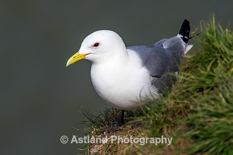 Astland Photography, Bird and Wildlife Images, Susan and Peter Wilson, U.K.