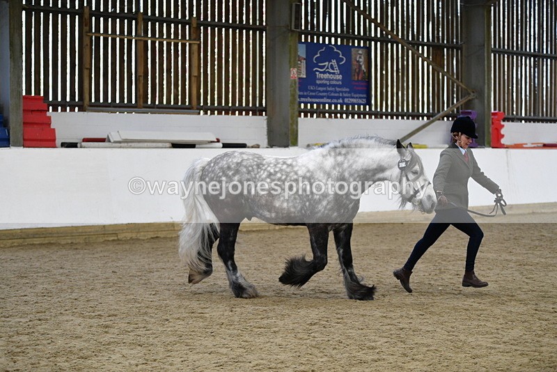 WJ5_5637 - Morning in hand Championship