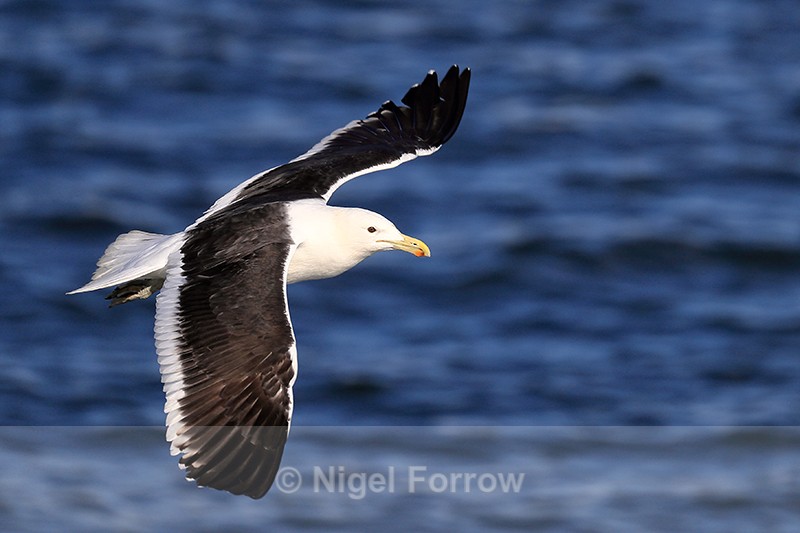 Kelp Gull (adult) in flight, Mossel Bay, South Africa - Kelp Gull