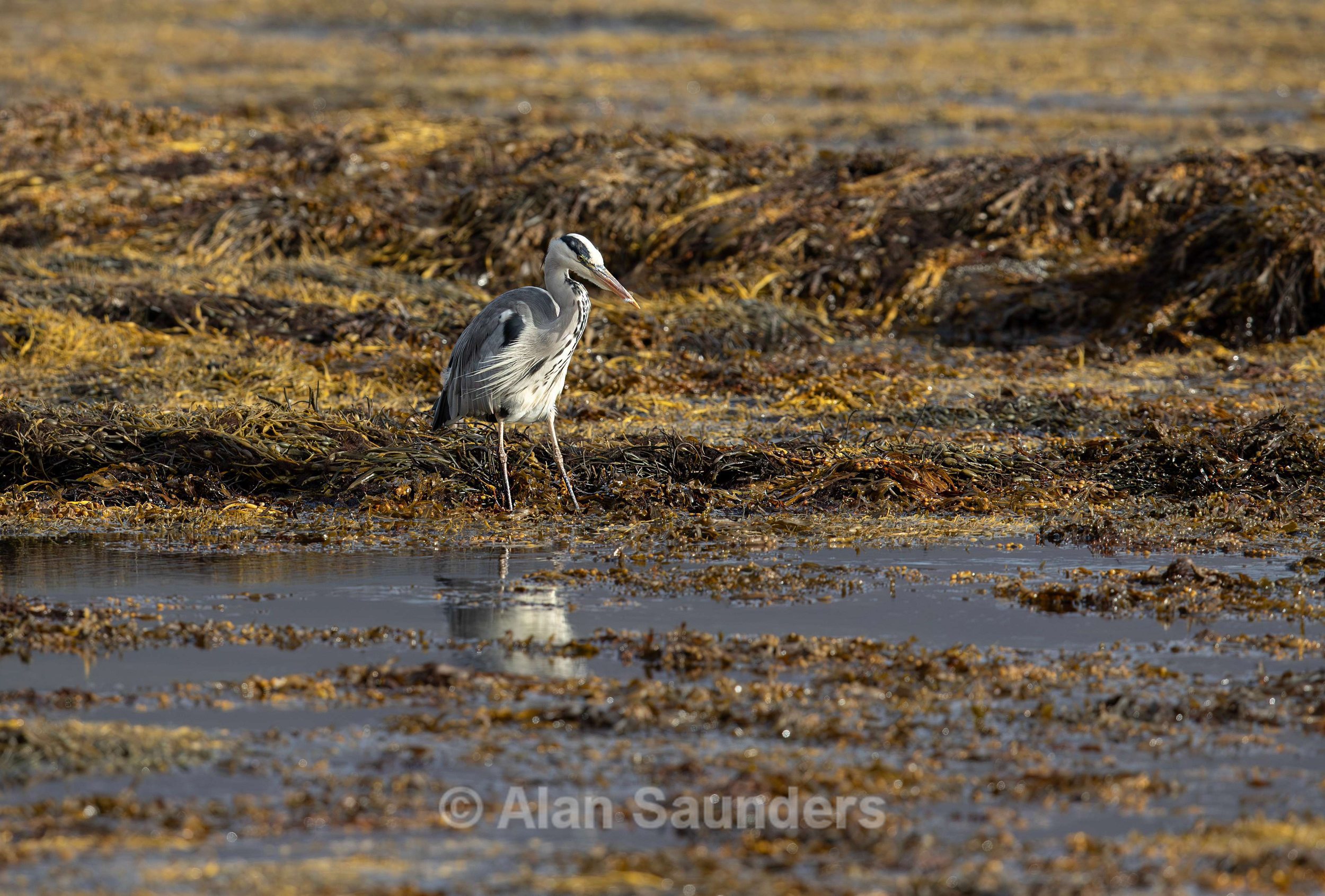 Grey Heron 16