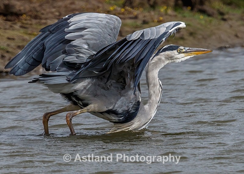Astland Photography, Bird and Wildlife Images, Susan and Peter Wilson, U.K.