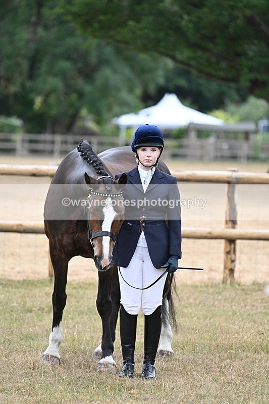 WJ7_9762 - Class 5a Most Handsome Gelding (above 14.2hh)