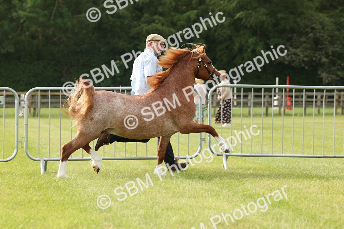 SBM_00400 - Class 6-13 - Mountatin and Moorland In Hand Welsh Breeds