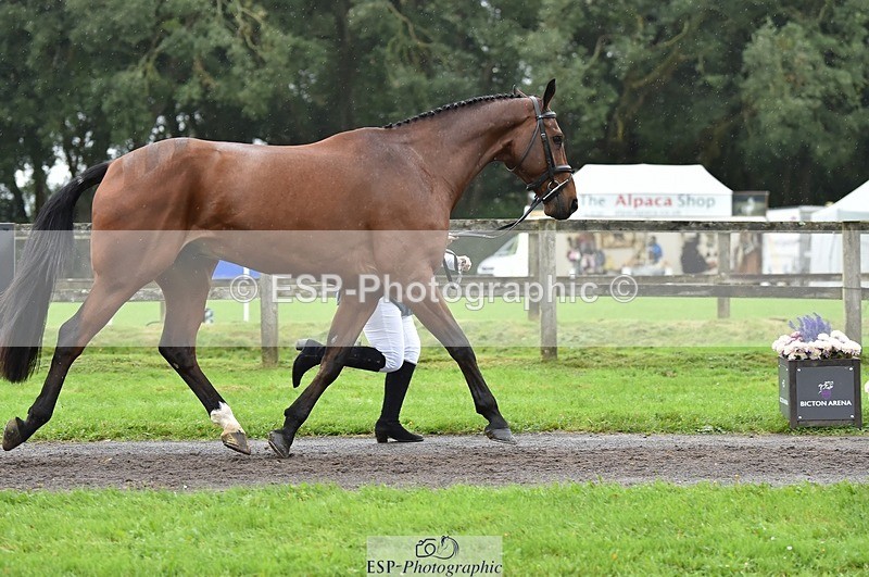 231018-124638-00511 - 062-CLASS.ROMANCE-Eleanor.Hope-TrotUp