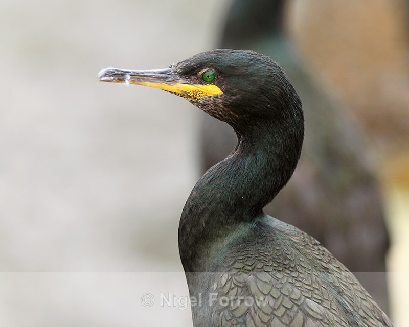 Shag close-up in the harbour at St Peter Port - Shag