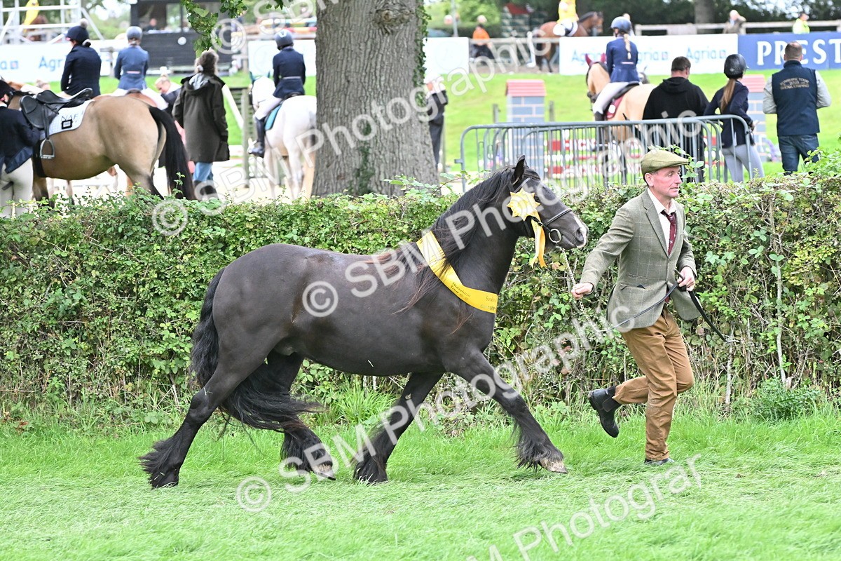 SBM_65002 - In Hand Pony & Younstock Supreme Championship