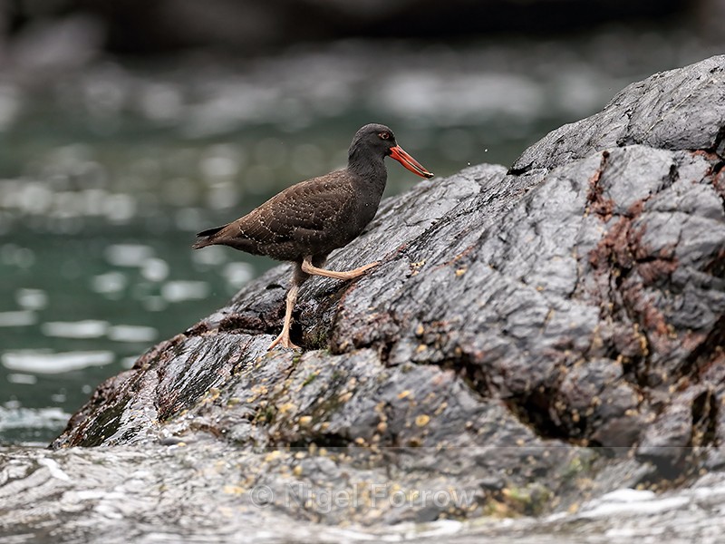 Blackish Oystercatcher (juvenile) climbs rock, Chanaral Island, Chile - Blackish Oystercatcher
