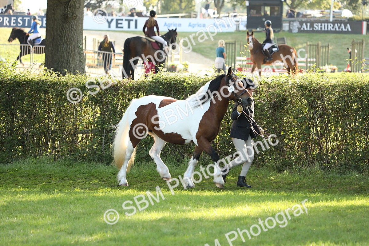 SBM_60883 - S43 - Coloured Pony In Hand