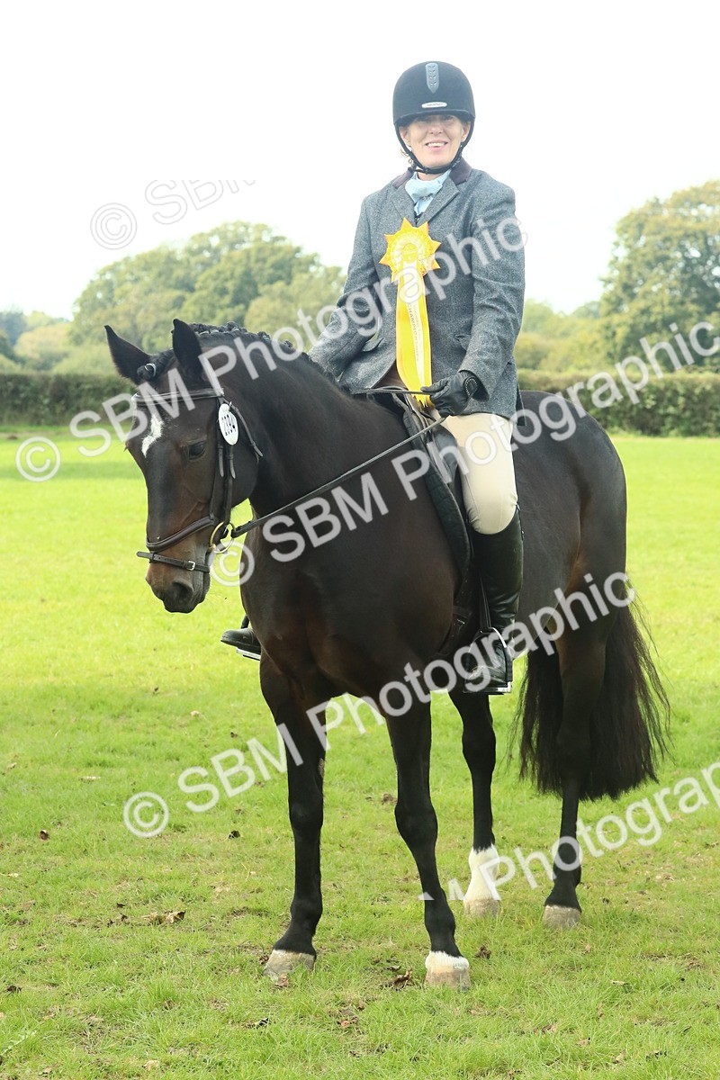 SBM_66794 - S34 - Rehabilitated Rescue Horse & Pony In Hand & Ridden