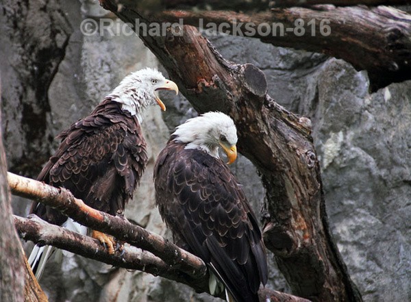 Bald Eagles - Birds