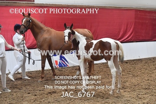 JAC_6767 - 15 Ziggy of Westoak