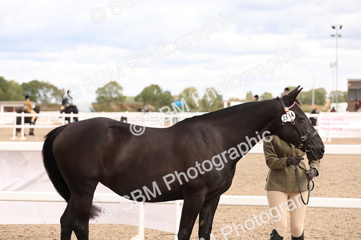 SBM_14624 - Class 208 - IH Veteran Horse