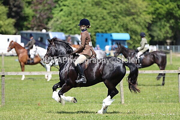 IMG_3699 - Working Hunter