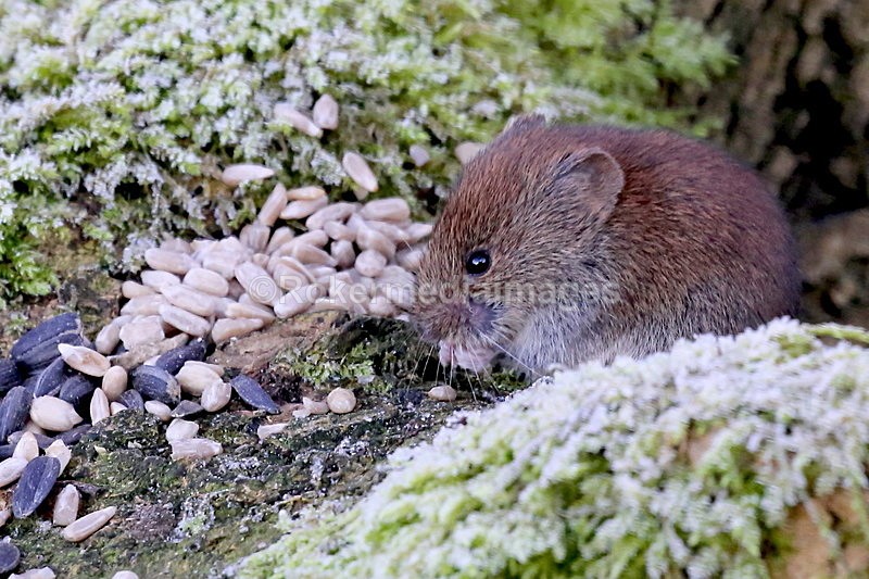  - Wildlife