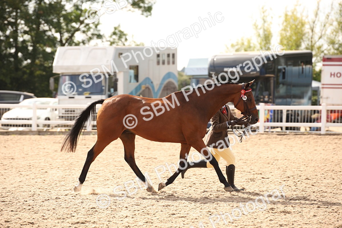 SBM_08155 - Class 27 - IH Competition Horse-Pony