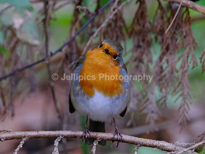  - Wildlife and Nature