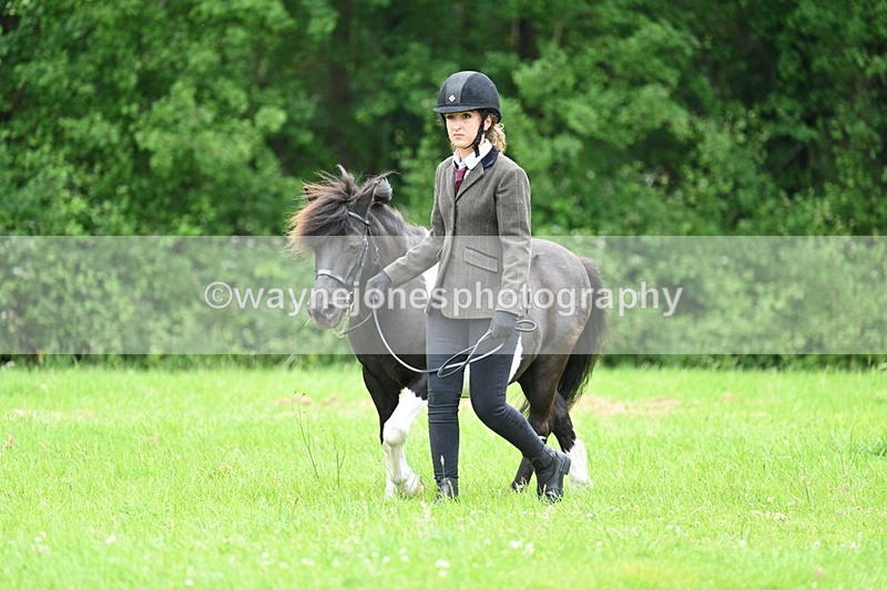 WJ7_3830 - Class 14A Handsome Gelding